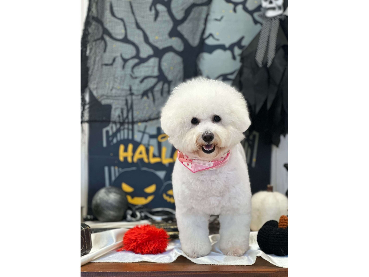 フィオハロウィン